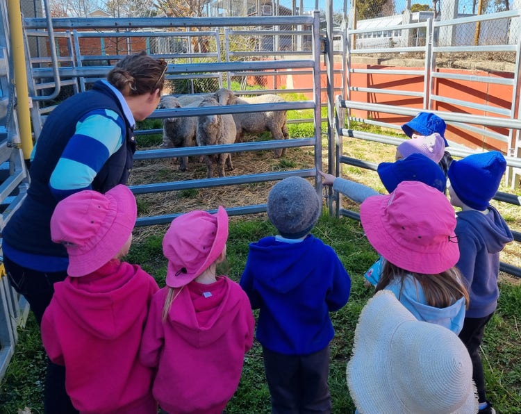 Preschoolers looking at school sheep